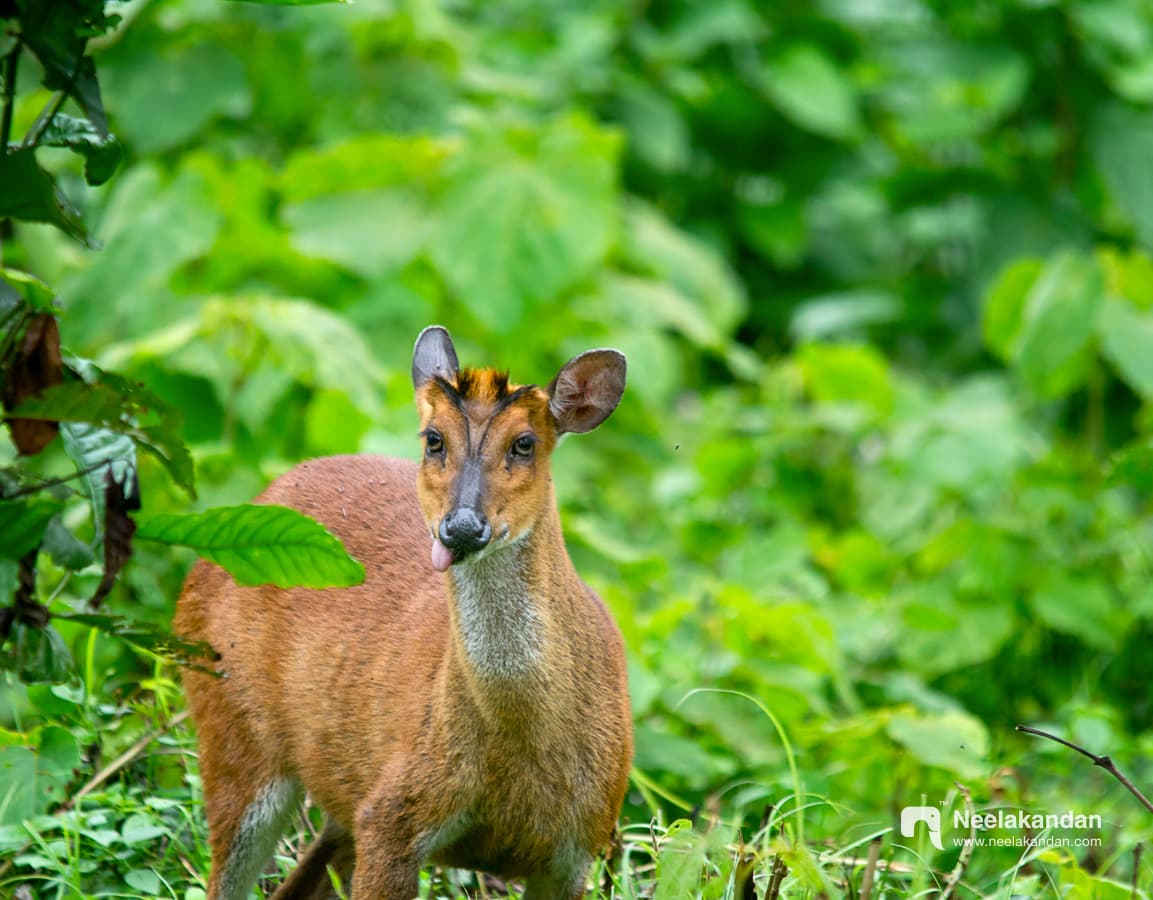 Barking deer while grazing