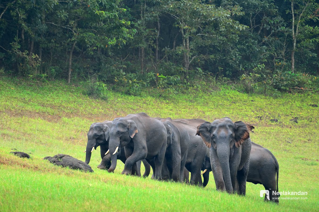 Mud-bath after river crossing