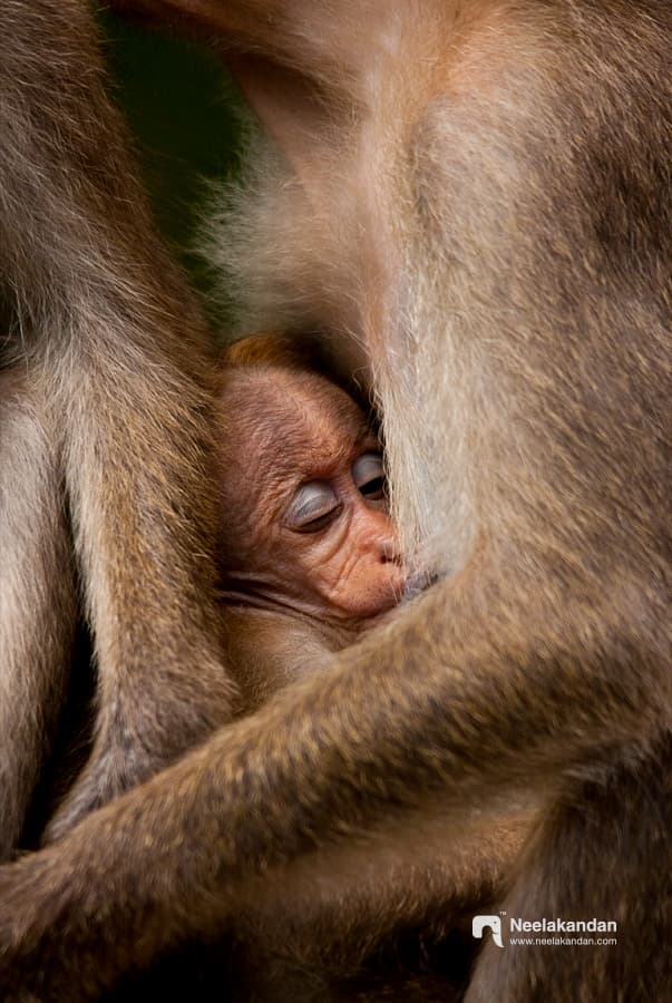 A sleeping juvenile Bonnet macaque