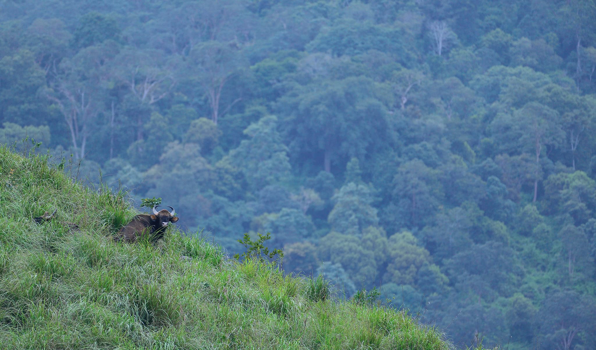 Gaur in the serenity of PTR