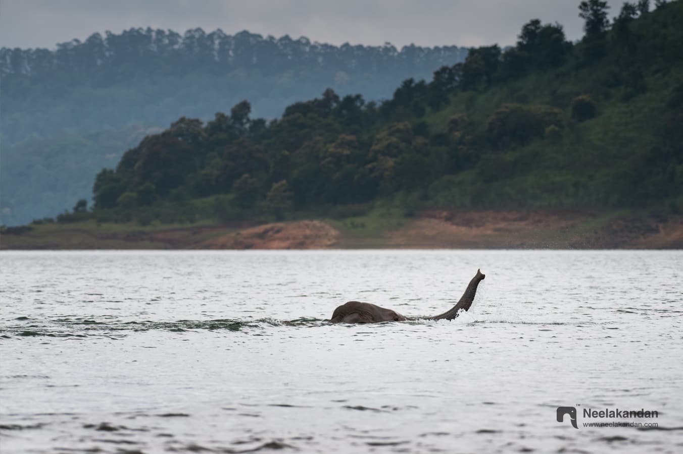 Elephant crossing river