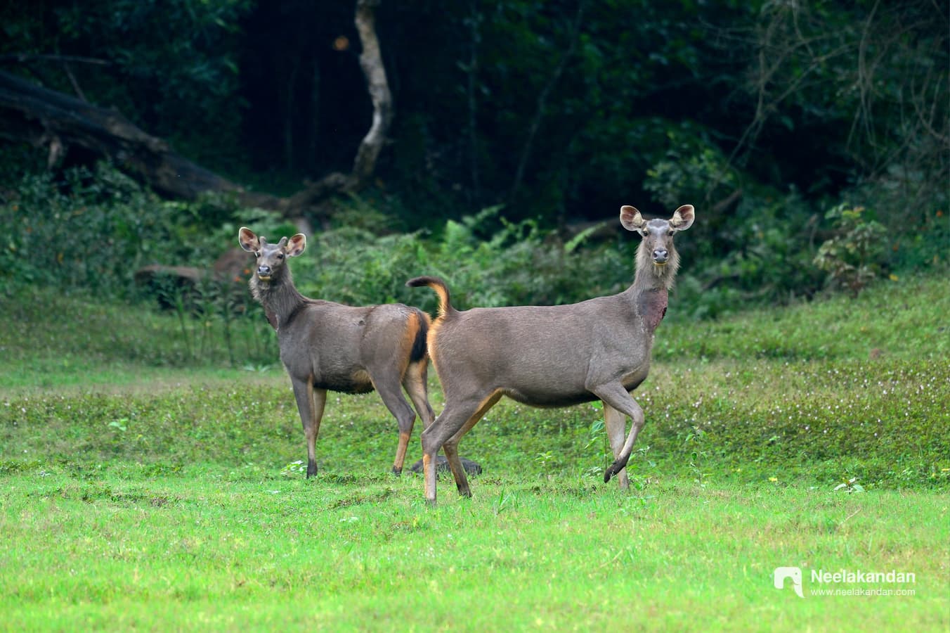 Sambar deer at Periyar Tiger Reserve